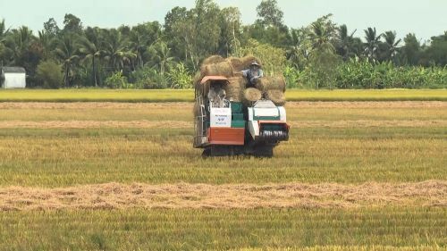Bạc Liêu: Người nông dân tăng thu nhập nhờ thứ tưởng chừng bỏ đi